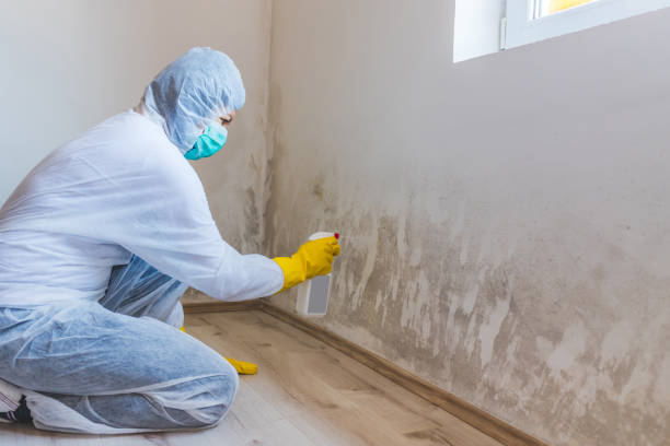 Mold Remediation specialist working in Walloon Lake